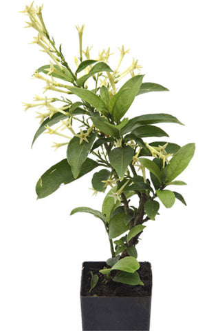 Night Scented Jessamine