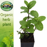 Mint - Old Fashioned Mint