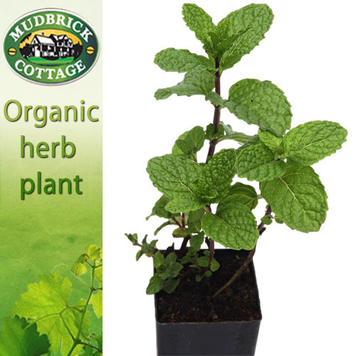 Mint - Old Fashioned Mint