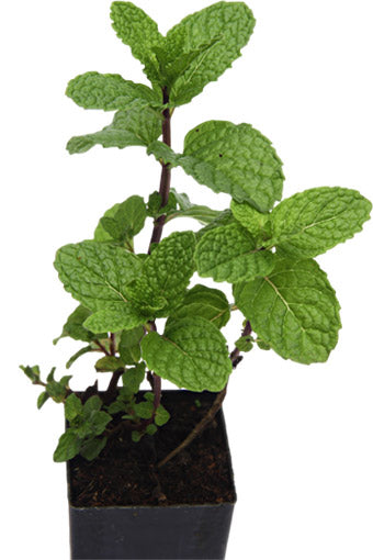 Mint - Old Fashioned Mint