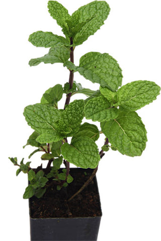 Mint - Old Fashioned Mint