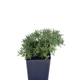 Thyme - Orange Peel Thyme