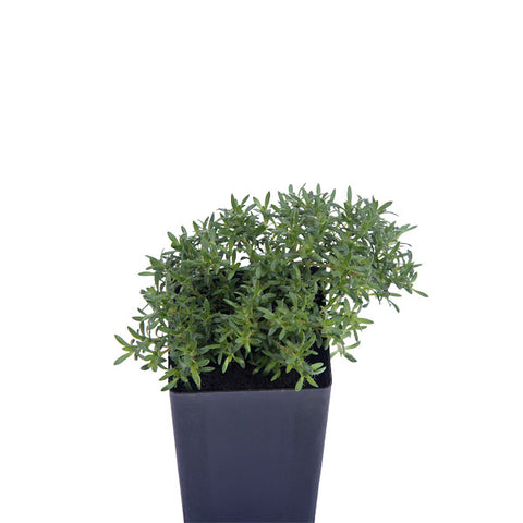 Thyme - Orange Peel Thyme