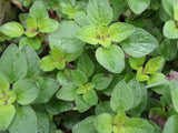 Oregano