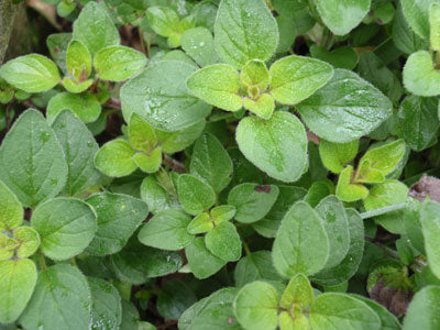 Oregano