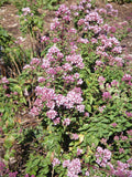 Oregano
