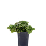 Oregano