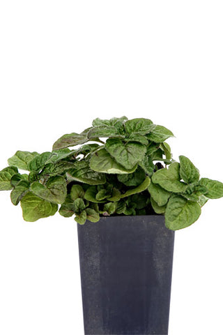 Oregano