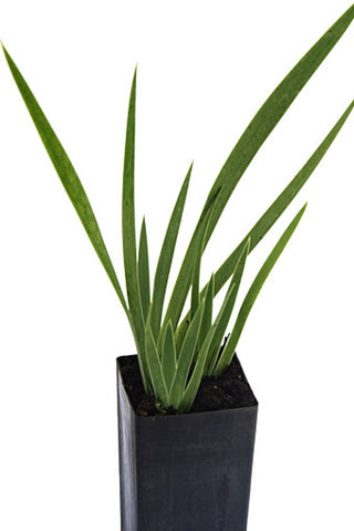 Orris Root