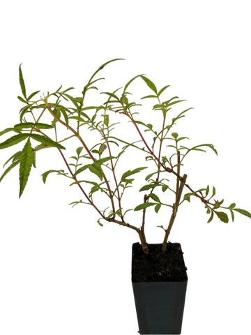 Passionfruit Marigold