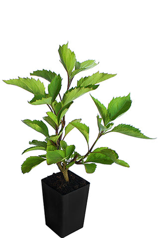 Patchouli - Java