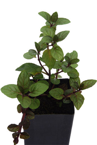 Mint Peppermint