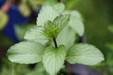 Mint Peppermint