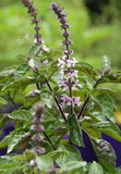 Basil - Perennial Basil