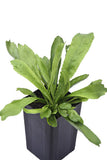 Coriander Perennial