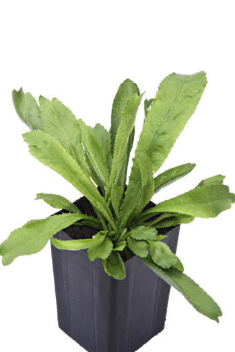 Coriander Perennial