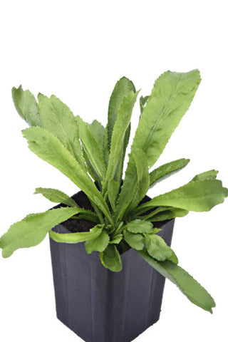 Coriander Perennial