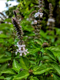 Basil - Perennial Basil