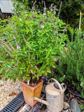 Basil - Perennial Basil