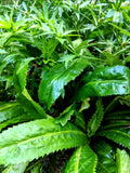 Coriander Perennial