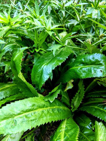 Coriander Perennial
