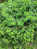 Coriander Perennial