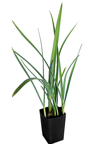Perennial Leeks