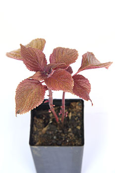 Perilla Purple