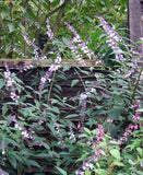 Salvia 'Phyllis Fancy'