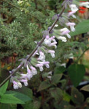 Salvia 'Phyllis Fancy'