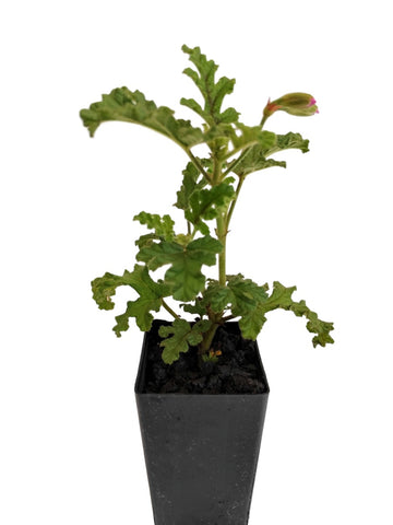 Scented Geranium Pine