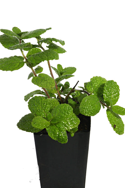 Mint - Pineapple Mint