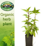 Salvia elegans 'Pineapple Sage'