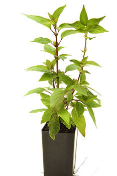 Salvia elegans 'Pineapple Sage'