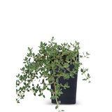 Thyme - Pink Chintz Thyme
