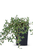 Thyme - Pink Chintz Thyme