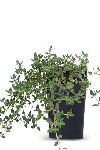 Thyme - Pink Chintz Thyme