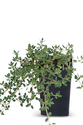 Thyme - Pink Chintz Thyme
