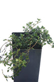 Thyme - Pink Matting Thyme