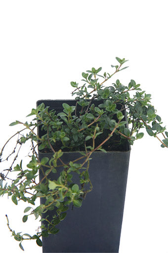 Thyme - Pink Matting Thyme