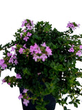 Thyme - Pink Matting Thyme