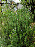 Rosemary - Pink Flowering Rosemary