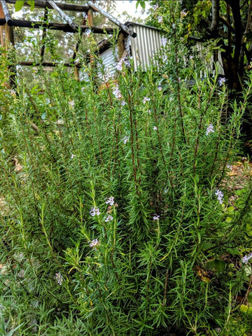 Rosemary - Pink Flowering Rosemary