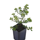Thyme - Pizza Thyme