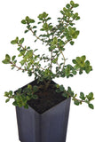 Thyme - Pizza Thyme
