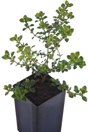 Thyme - Pizza Thyme