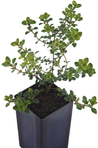 Thyme - Pizza Thyme