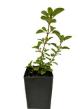 Majoram - Pot Majoram