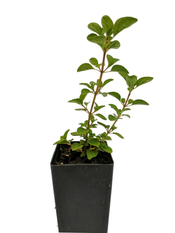 Majoram - Pot Majoram