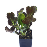 Asian Greens - Mizuna Purple